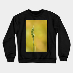 Simplicity in Nature Crewneck Sweatshirt